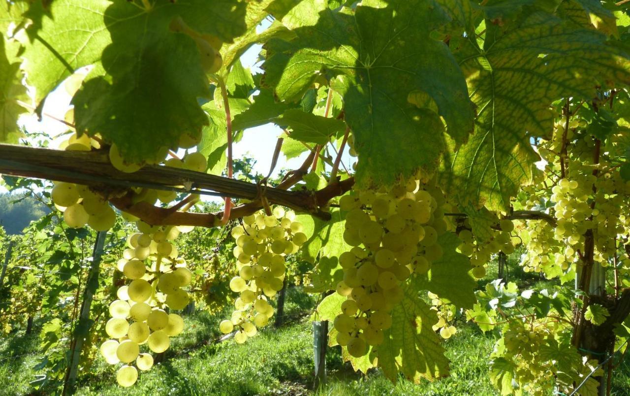 Weingut- Gaestezimmer Marko Leutschach Extérieur photo
